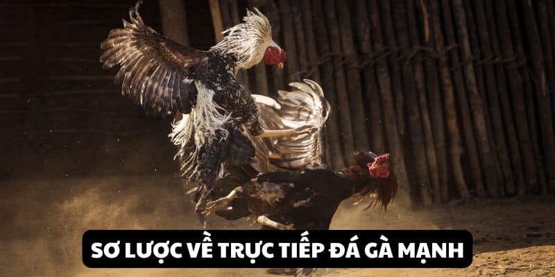 Sơ lược về trực tiếp đá gà mạnh