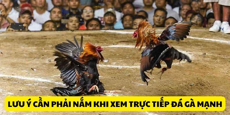 Lưu ý cần phải nắm khi xem trực tiếp đá gà mạnh