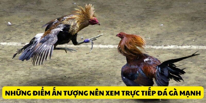 Những điểm ấn tượng nên xem trực tiếp đá gà mạnh