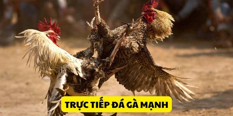 Trực Tiếp Đá Gà Mạnh - Theo Dõi Màn Tranh Chấp Kịch Tính